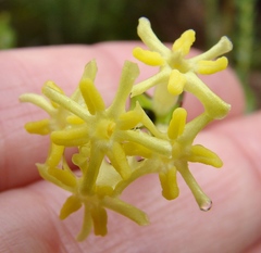 Gnidia oppositifolia