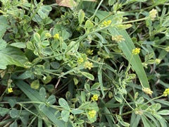 Medicago lupulina