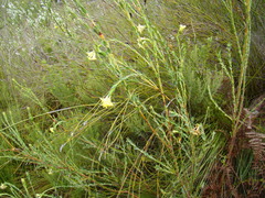 Gnidia oppositifolia