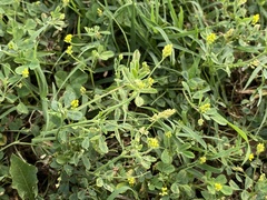 Medicago lupulina