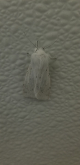 Spilosoma vestalis