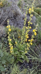 Verbascum dentifolium