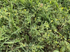 Medicago lupulina