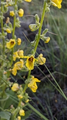 Verbascum dentifolium