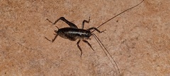Tettigoniidea