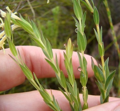 Gnidia oppositifolia