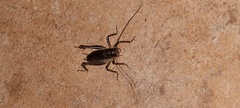 Tettigoniidea