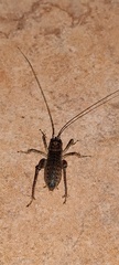 Tettigoniidea