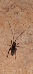Tettigoniidea
