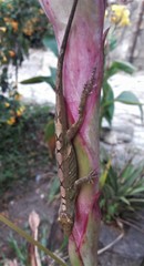 Anolis umbrivagus