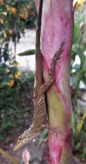 Anolis umbrivagus