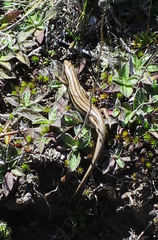 Oligosoma