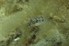 Heteroclinus adelaidae