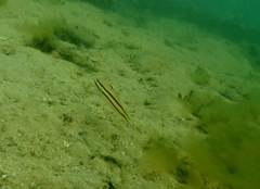 Valenciennea helsdingenii