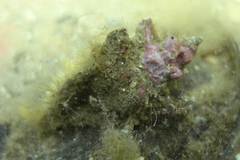 Pterochelus triformis