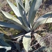 Agave cordillerensis - Photo (c) Mateo Lucas, some rights reserved (CC BY-NC), uploaded by Mateo Lucas