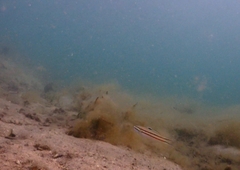 Valenciennea helsdingenii