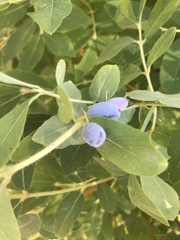 Lonicera caerulea
