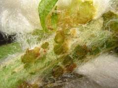 Rhopalomyia giraldii