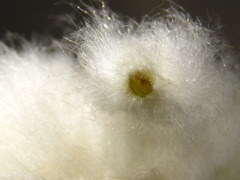 Rhopalomyia giraldii