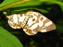 Callabraxas compositata