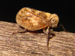 Dentatissus damnosus