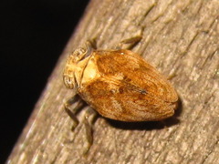 Dentatissus damnosus