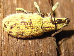 Lepidepistomodes nigromaculatus