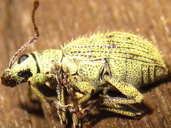 Lepidepistomodes nigromaculatus