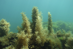 Sargassum paradoxum