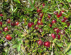 Coprosma atropurpurea