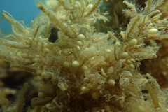 Sargassum paradoxum