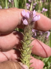 Orthocarpus bracteosus