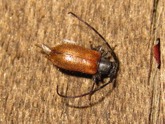 Exocentrus zikaweiensis