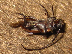 Exocentrus zikaweiensis