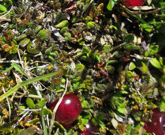 Coprosma atropurpurea
