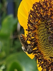 Megachile perihirta