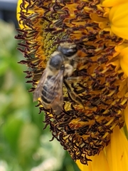 Megachile perihirta