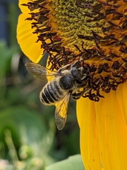 Megachile perihirta