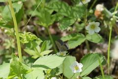 Glaucopsyche lygdamus