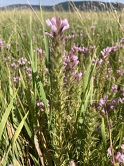 Orthocarpus bracteosus