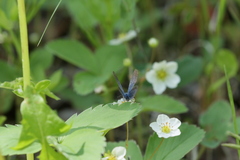 Glaucopsyche lygdamus