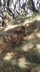 Theropithecus gelada