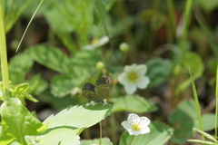 Glaucopsyche lygdamus