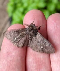 Dasychira grisefacta