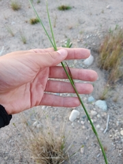 Carex adusta