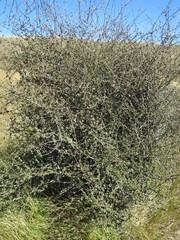 Olearia bullata