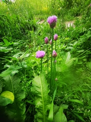 Allium schoenoprasum