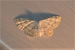 Idaea obfusaria