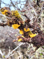 Heterotextus miltinus